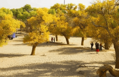 <b>还放置导逛胡杨林生态</b>